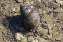 Cipangopaludina chinensis