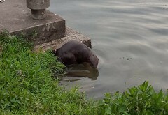 Lutrogale perspicillata