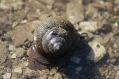 Cipangopaludina chinensis