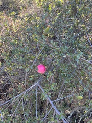 Andricus quercuscalifornicus