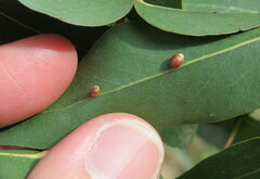 Eriococcus coriaceus