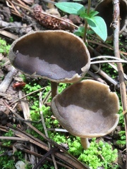 Helvella macropus