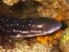 Atelomycterus marmoratus