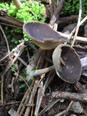 Helvella macropus