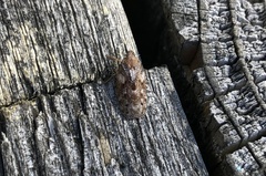 Acleris celiana