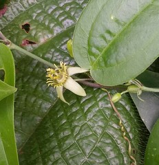 Passiflora suberosa