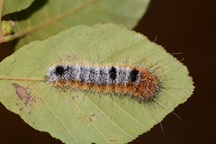 Acronicta hastulifera