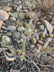 Eriodictyon crassifolium