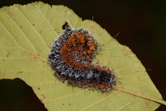 Acronicta hastulifera
