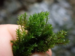 Dichodontium pellucidum