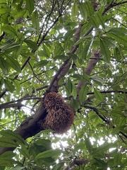 Planchonella obovata