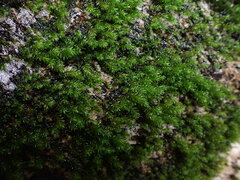 Dichodontium pellucidum