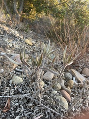 Eriodictyon crassifolium