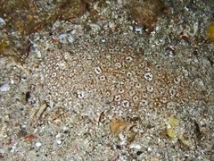 Pardachirus pavoninus