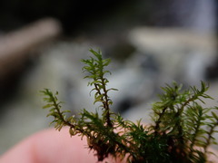 Dichodontium pellucidum