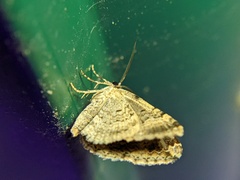 Xanthorhoe lacustrata