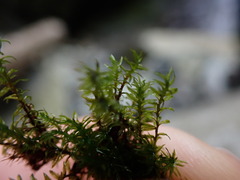 Dichodontium pellucidum