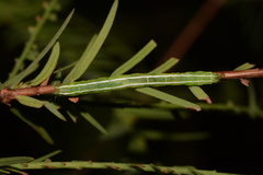 Cutina distincta