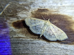 Herpetogramma aquilonalis