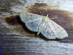 Herpetogramma aquilonalis