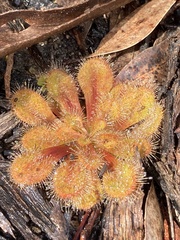 Drosera whittakeri