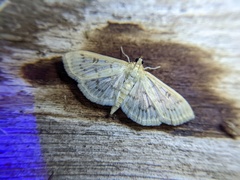 Herpetogramma aquilonalis