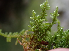 Hypnum dieckii
