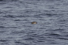 Phoca vitulina vitulina