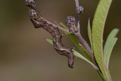 Perigea xanthioides