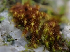 Andreaea nivalis