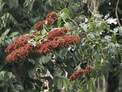 Combretum