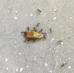 Cicadellidae