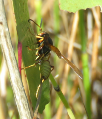 Mischocyttarus flavitarsis