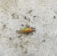 Cicadellidae
