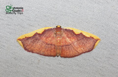 Nothomiza flavicosta