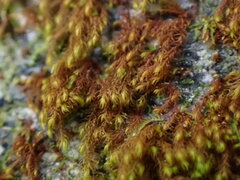Andreaea nivalis
