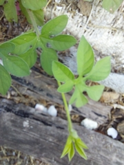 Ipomoea pes-tigridis