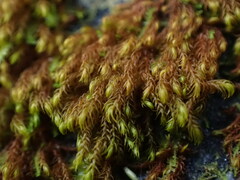 Andreaea nivalis