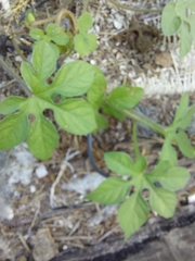 Ipomoea pes-tigridis