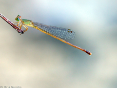 Ceriagrion aeruginosum