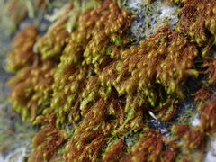 Andreaea nivalis