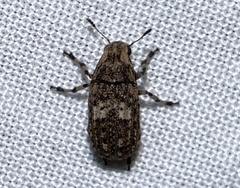 Euparius marmoreus