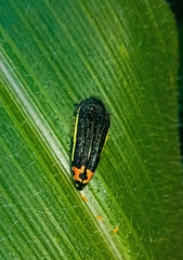 Acmaeodera flavomarginata