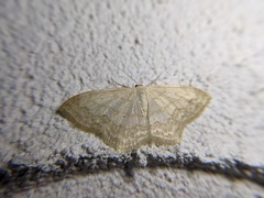 Scopula limboundata
