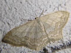 Scopula limboundata