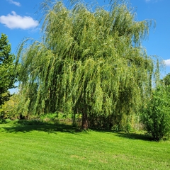 Salix babylonica