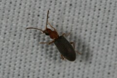 Notoxus murinipennis