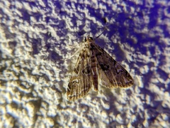 Elophila gyralis