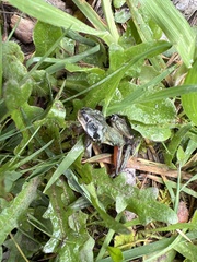 Litoria ewingii