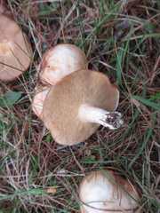 Suillus weaverae